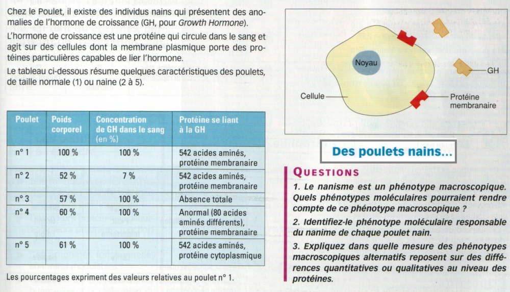 poulets nains exo phenotype avec question.jpg